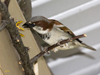 European House Sparrow male